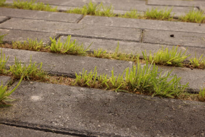DCM Graszaad Plus Schaduw (30m2) (0,6kg) (SD) - Afbeelding 2