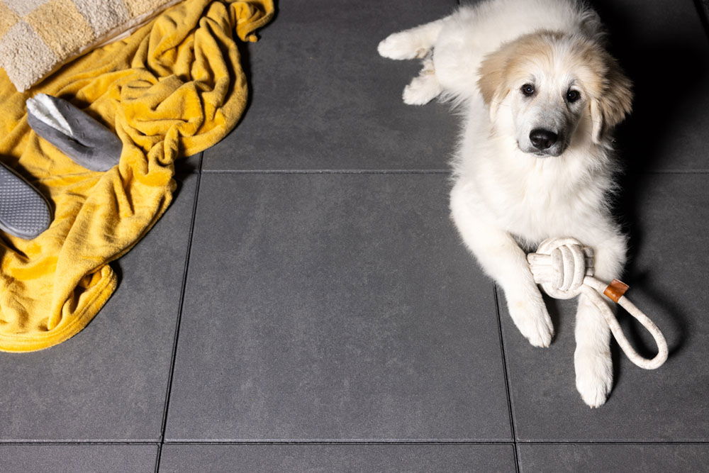 Terrastegel beton hond 30x60cm